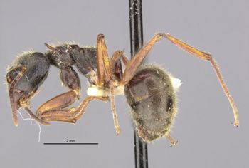 Media type: image;   Entomology 21172 Aspect: habitus lateral view